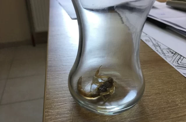 Konya’da Akrep Sokan Gurbetçi Ailenin Çocuğu Hastaneye Kaldırıldı