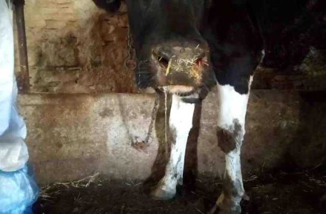 Konya’da Şap Hastalığı Nedeniyle Hayvan Hareketliliği Yasaklandı