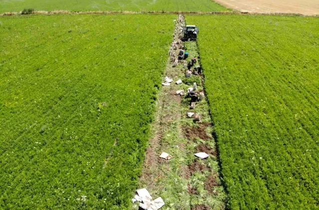 Konya’da Tarım İşçileri Sıcak Havada Çalışmaya Devam Ediyor