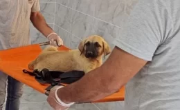 Köpeğe yapılan şiddetle ilgili yeni açıklama