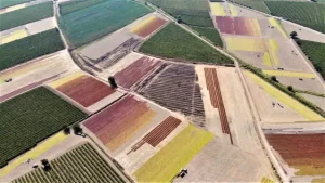 Manisada-Uzum-Kurutma-Sergileri-Dronla-Goruntulendi.jpg
