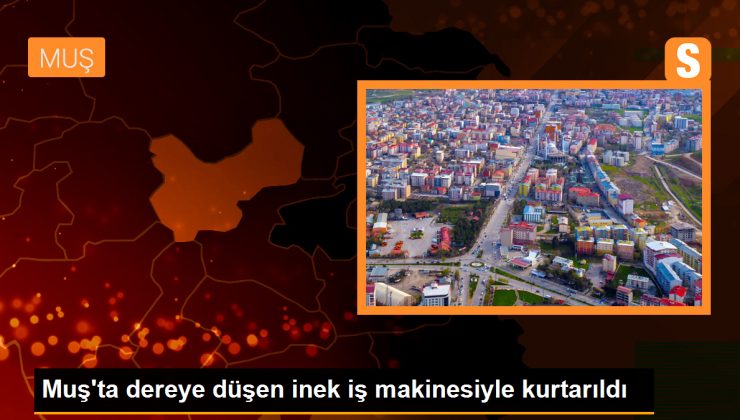 Muş’ta Dereye Düşen İnek İş Makinesiyle Kurtarıldı