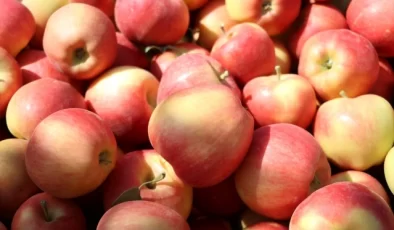 Niğde’de Bu Yıl 650 Bin Ton Elma Rekolte Bekleniyor