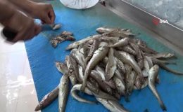 Olta Mezgitleri Tezgahlardaki Yerini Aldı