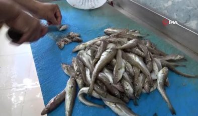 Olta Mezgitleri Tezgahlardaki Yerini Aldı