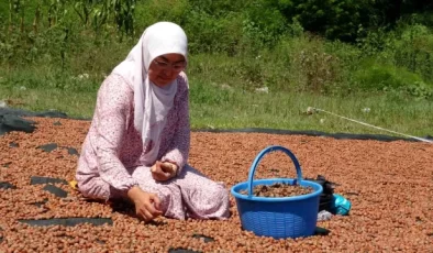 Ordu’da Fındık Hasadı Tamamlandı, Kurutma ve Seçme İşlemleri Devam Ediyor