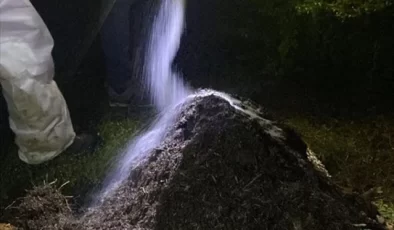 Orman Genel Müdürlüğü, zararlı böceklerle mücadele için 6 milyon lira harcadı