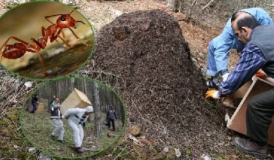 Ormanlarda zararlı böceklerle mücadele için kırmızı orman karıncaları kullanılıyor