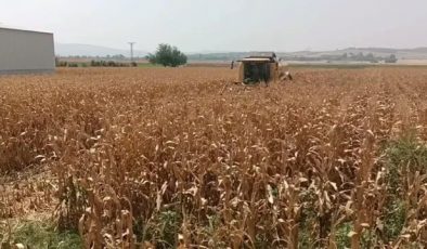 Osmaniye’de Çiftçiler Mısır Taban Fiyatının Açıklanmamasına Tepki Gösterdi