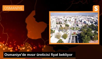 Osmaniye’de mısır üreticisi fiyat bekliyor