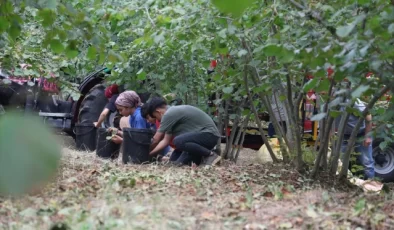 Sakarya’da Fındık Hasadı Başladı – Son Dakika