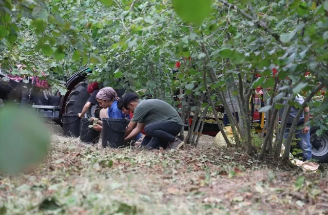 Sakarya'da Fındık Hasadı Başladı - Son Dakika 1 Sakarya’da Fındık Hasadı Başladı – Son Dakika