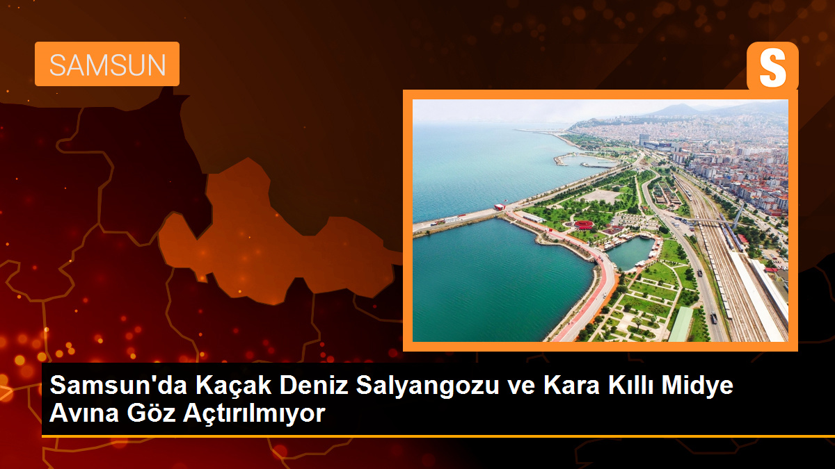 Samsun'da Deniz Polisi Kaçak Salyangoz ve Midye Avcılarına Göz Açtırmıyor