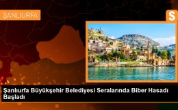 Şanlıurfa Büyükşehir Belediyesi Seralarında Biber Hasadı Başladı