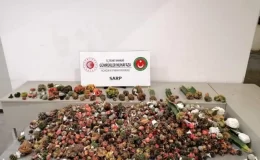 Sarp Gümrük Kapısı’nda 2 Bin 850 Adet Kaçak Kaktüs Ele Geçirildi