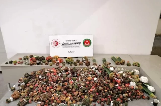 Sarp Gümrük Kapısı’nda 2 Bin 850 Adet Kaçak Kaktüs Ele Geçirildi