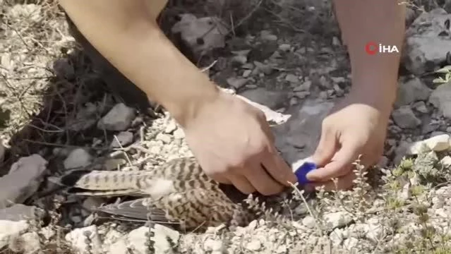 Sıcaktan ölmek üzere olan kerkenez kuşunu polis hayata döndürdü
