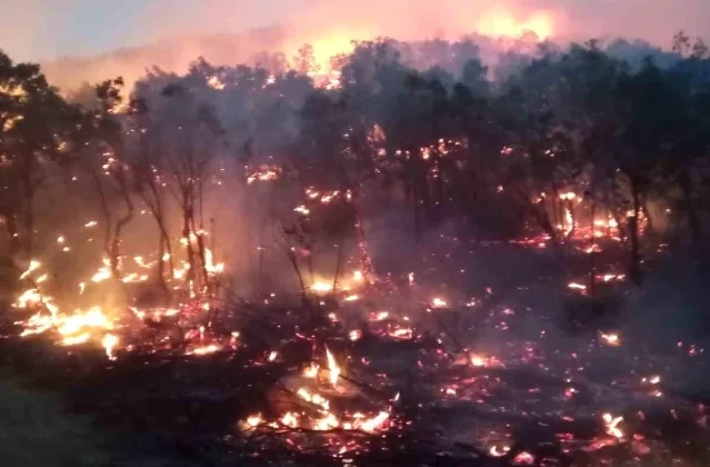 Siirt’teki Orman Yangını İçin Destek Talep Edildi