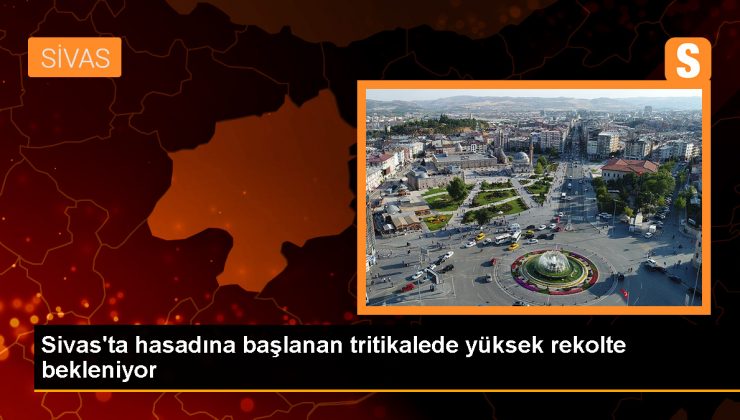 Sivas'ın Ulaş ilçesinde tritikale hasadı başladı 1 Sivas’ın Ulaş ilçesinde tritikale hasadı başladı