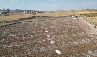 Siverek Belediyesi Güneş Enerji Santrali Yapımına Başladı