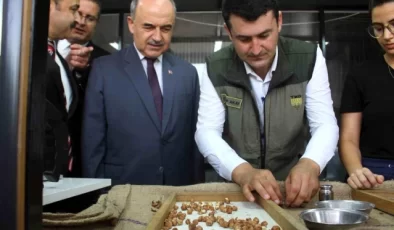 TMO Ordu’da fındık alımlarına başladı: İlk fındık 90 liradan satıldı