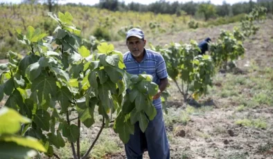Tarsuslu Üretici, Mersin Büyükşehir Belediyesi’nin İncir Fidanı Desteğiyle Verim Almaya Başladı