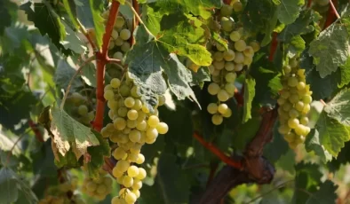 Tekirdağ’da 40 Bin Ton Üzüm Rekoltesi Hedefleniyor