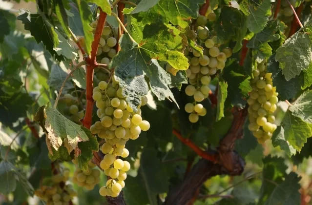 Tekirdağ'da 40 Bin Ton Üzüm Rekoltesi Hedefleniyor 1 Tekirdağ’da 40 Bin Ton Üzüm Rekoltesi Hedefleniyor