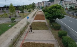 Trabzon, Ordu ve Giresun’da Fındık Hasadı Başladı