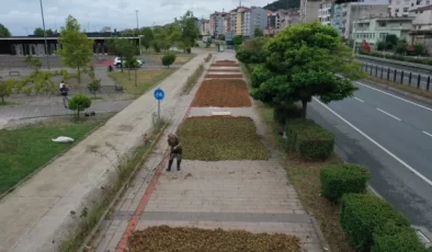 Trabzon, Ordu ve Giresun’da Fındık Hasadı Başladı