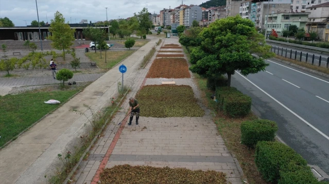 Trabzon, Ordu ve Giresun'da Fındık Hasadı Başladı 1 Trabzon, Ordu ve Giresun’da Fındık Hasadı Başladı