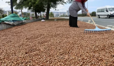 Trabzon’da Fındık Üreticileri Ürünlerini Kurutmak İçin Kaldırımları Kullanıyor