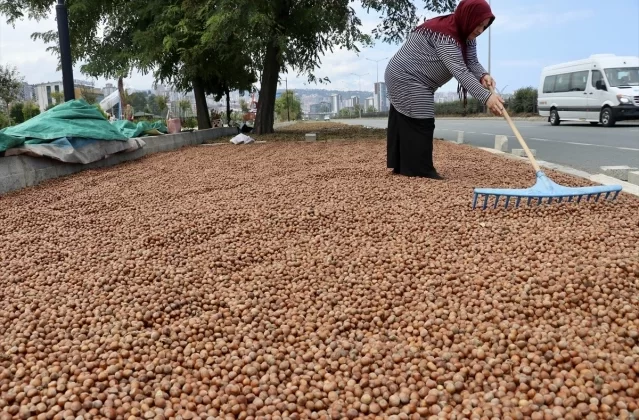 Trabzon’da Fındık Üreticileri Ürünlerini Kurutmak İçin Kaldırımları Kullanıyor