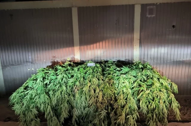 Tunceli'de Fasulyeler Arasında Gizlenmiş 72 Kök Kenevir Ele Geçirildi 1 Tunceli’de Fasulyeler Arasında Gizlenmiş 72 Kök Kenevir Ele Geçirildi