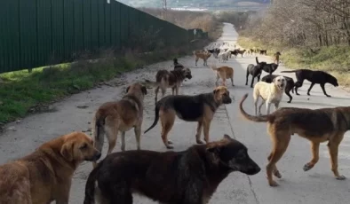 Türkiye’de Başıboş Köpek Sorunu: Kuduz Vakaları Artıyor