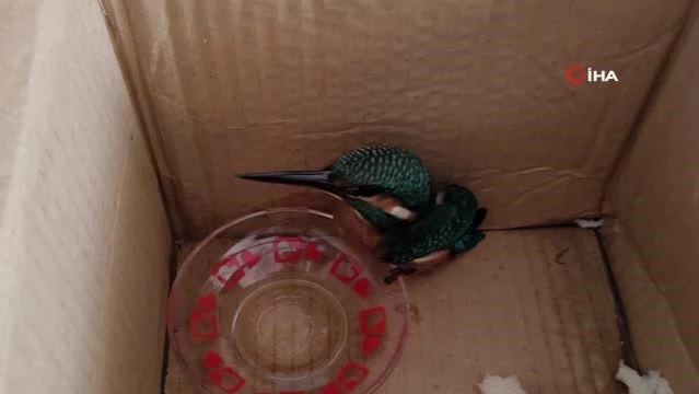 Yaralı halde bulunan yalıçapkını koruma altına alındı 1 Yaralı halde bulunan yalıçapkını koruma altına alındı