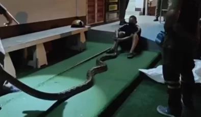 Yaşlı Adam Uyuduğu Sırada Bacağına Dolanan Yılanı Isırarak Kurtuldu