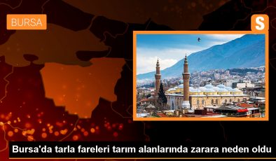 Yenişehir’de Tarla Fareleri Ürünlere Zarar Veriyor