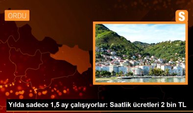 Yılda sadece 1,5 ay çalışıyorlar: Saatlik ücretleri 2 bin TL