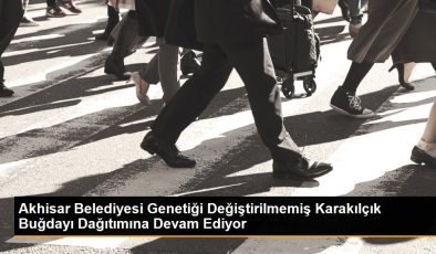 Akhisar Belediyesi Genetiği Değiştirilmemiş Karakılçık Buğdayı Dağıtımına Devam Ediyor