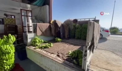 Alanya’da 150 Bin Ton Muz Üretimi Gerçekleştirildi