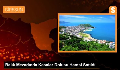 Balık Mezadında Kasalar Dolusu Hamsi Satıldı