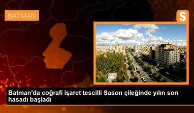 Batman’da coğrafi işaret tescilli Sason çileğinde yılın son hasadı başladı