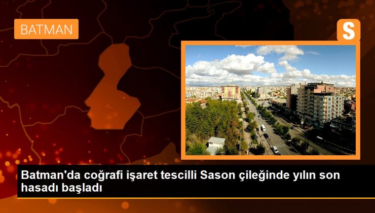 Batman’da coğrafi işaret tescilli Sason çileğinde yılın son hasadı başladı