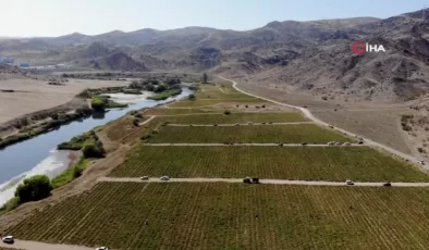 Belediyeden anons yaptırdı, tarlasında kalan mahsulleri bedavadan dağıttı