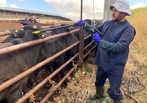 Beyşehir’de İthal Besi Hayvanlarının Sağlık Kontrolleri Yapılıyor