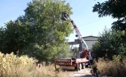 Beyşehir’de Vinç Yardımıyla Ceviz Hasadı