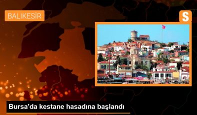 Bursa’da kestane hasadına başlandı – Son Dakika