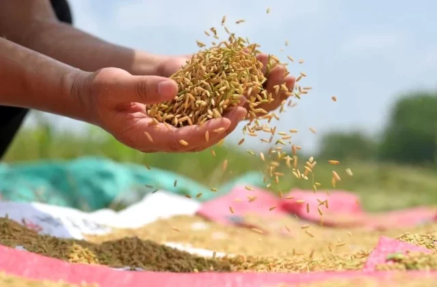 Çin’in Hunan eyaletinde yeni tarım modeli deneniyor