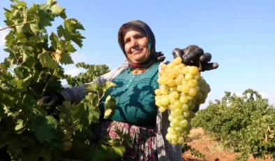 Depremin Vurduğu Hatay’da Üzüm Hasadı Düşerken Fiyatlar Yükseldi